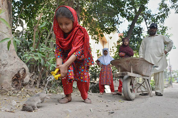  پشاور میں‌بڑے اور بچے سب چوہوں‌کے شکار میں‌مصروف نظر آتے ہیں