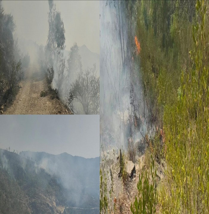 خیبر پختون خواہ کے پہاڑوں پر آتشزدگی کے واقعات, اس کے اثرات اور تدارک